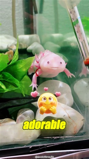 Axolotl: The Smiling Creature That Regrows Its Brain 😮💖