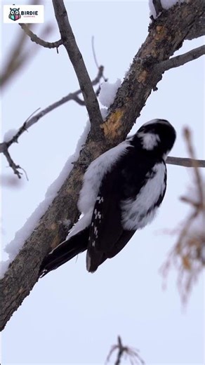 The 9 Woodpeckers Of Virginia (Identification & Spotting)