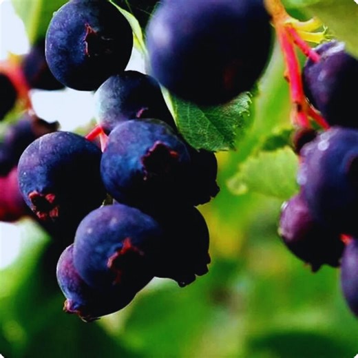 20 Saskatoon Serviceberry Seeds | Amelanchier Alnifolia | Edible Berry Shrub for Garden Planting & Landscaping - Etsy