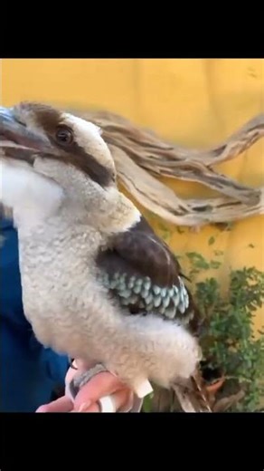 🐦 Unreal Bird Screams — Sounds You’ve Never Heard Before! 😲