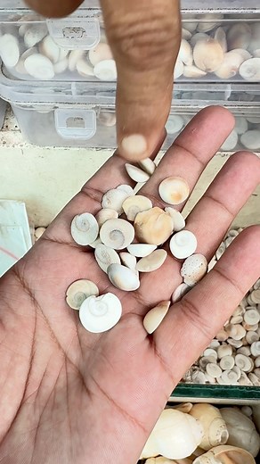 2.3M views · 44K reactions | समुंदर की हजारों फीट गहराई से गुजरात के द्वारका में निकलता है गोमती चक्र  | Indian Antique | Facebook