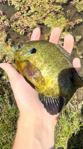 Big Bluegill from Pond