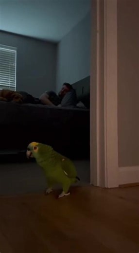 Parrot's Morning Scream Wakes Up EVERYONE! #ParrotScreaming #FunnyPets #AnimalJumpscare #PetChaos #MorningMayhem