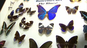 Hundreds of volunteers help Field Museum digitize archives, unlock history