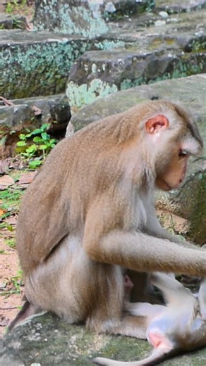 Luna continues to reduce feeding as her baby matures | Nature Life