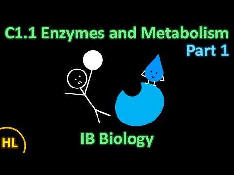 C1.1 Enzymes and Metabolism (Part 1) | H2O biology