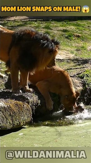 Lioness Attacks Male Lion While Saving Her Drowning Cub! 😱#Lioness #WildlifeMoments #NatureIsBrutal