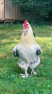 Frankie sings the truth once again! #rooster #chickens #parody #taylorswift #chickensofinstagram #happysunday #backyardchickens #funnyanimals #comedy #chickenhappyhour | Chicken Happy Hour
