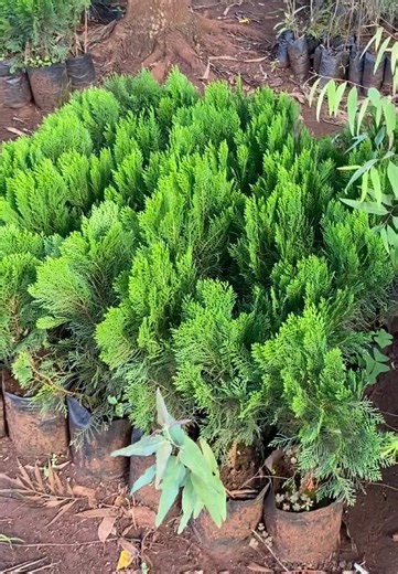 Restoring Life to Your Garden and Yard in Nairobi