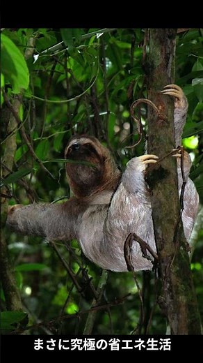 意外と知らない!?ナマケモノの生態