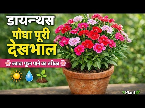 Dianthus Plant Care Complete Guide 🌸 | How to Grow & Bloom Dianthus at Home #Plant Parivar