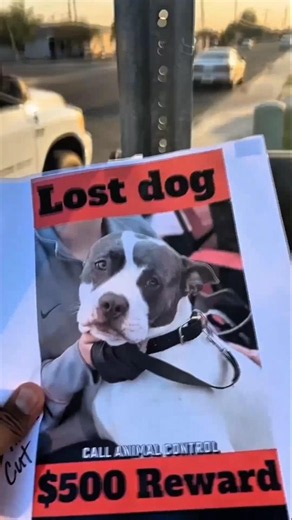 This Missing Dog Was Found in the Most Unexpected Way! ❤️🐶