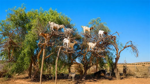 A tree full of hungry goats