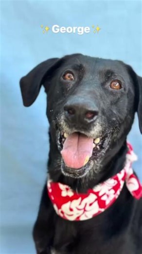 4.8K views · 610 reactions | Looking for an oversized lap dog to snuggle up with this howliday season?  Senior boy George #A2109378 enjoys going for walks, playing fetch, and loves to cuddle! Adopt or foster George from our Harbor Center this weekend while adoption fees are reduced during our Home for the Howlidays Adoption Event. #lacitypets #HumaneLA #adopt #foster #dogsofLA #homeforthehowlidays | LA Animal Services | Facebook