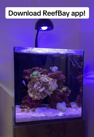 Our reef tank is coming along nicely :) if you want to be apart of the ReefBay community, download the app and setup a profile - link in bio! 👉🏽 #fyp #reeftank #reefbay