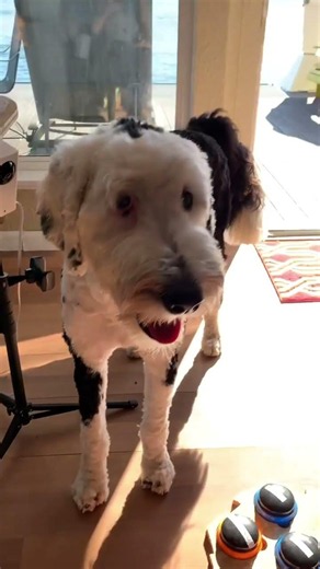 Watch Bunny use different methods of communication to tell me something -she is so clear #talkingdog