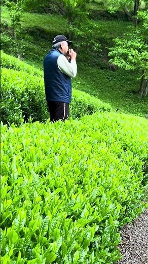茶摘み#茶摘み#ハーモニカ#ハーモニカ演奏