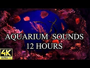 AQUARIUM 4K Coral Reef NO MUSIC and NO ADS 4K Reef Tank - 12 Hours | Aquarium Sounds For Sleeping 🐠