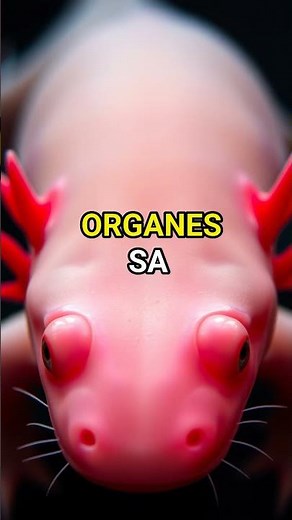 L'axolotl : Le poisson qui marche et régénère ses organes !