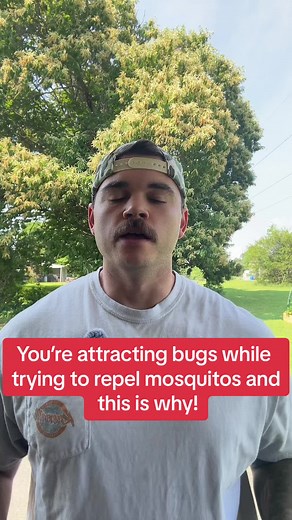 Stop using dryer sheets to repel mosquitos! Do this instead! #mosquitos #bugs #hotbugguy #diy #summerhacks #hack #hacks #lifehack #lifehacks #homehacks #yourewelcome #foryou #foryoupage