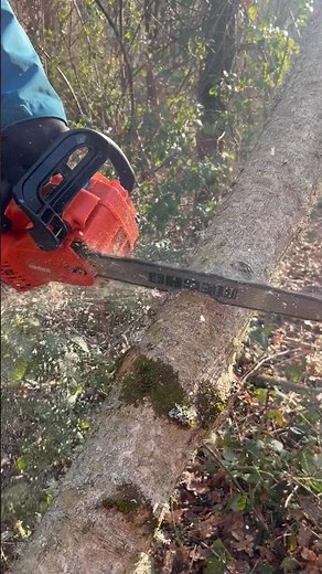 Echo chainsaw & student step cut practice…easy really.