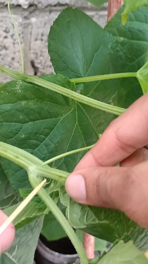 30K views · 54 reactions | Tips to increase Cucumber yields for farming gardening #SmartFarming #gardeningtips #satisfying | Farm Fresh FF | Facebook