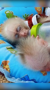 #Reel #monkey #love #animals #zoo #art #nature #cute #photography #photooftheday #fun #instagood #animal #travel #monkeys #wildlife #newyork #nyc #naturephotography #summer #picoftheday #gorilla #monkeysofinstagram #primate #animalphotography #funny #florida #instapic #dogsofinstagram #dog #usa | Adorable Tiny Monkey | Facebook