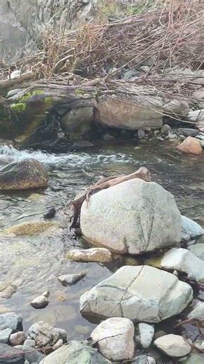 Let My Dog Said It’s Time to Get Up.