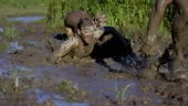 A group of people are participating in a mud run. In this video the 3...