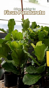 🌿 El Ficus pandurata es elegancia pura en forma de planta 🪴 Perfecto para dar vida y estilo a cualquier rincón Encuéntralo y aprende a cuidarlo en Macetare ✨ . . . . . #macetare #ficuspandurata #fiddleleaffig #plantasdeinterior #DecoracionNatural #estilobotanico #jardininterior | Macetare Garden Shop