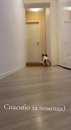 Папильон: смешные моменты с собаками