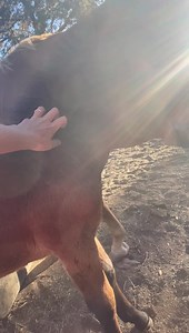Firefly the healer ❤️ So with a heavy heart I set out to feed horses this morning, feeling sad and without much of a voice from crying. And as I sat in the Polaris after dropping hay, baby Firefly picked today to come over and let me pet him and give scratches. Who knows if he could sense I was sad and needed something. But gosh his timing couldn’t have been better or more needed. I have said it before but as much as it looks like we rescue them, they very often save us right back. This little b