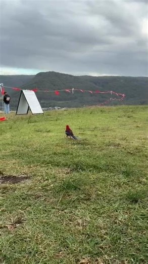 Australia’s Wild Life Colours: The Crimson Rosella in Nature 🦜🇦🇺 #Nature