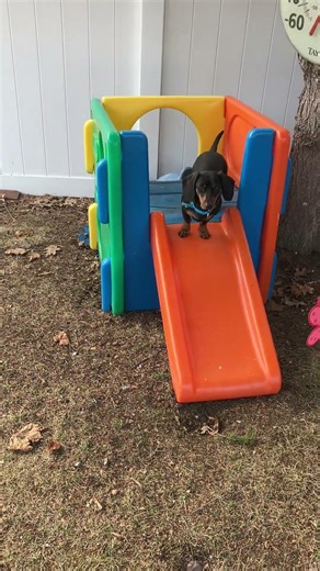 Dachshund going down slide