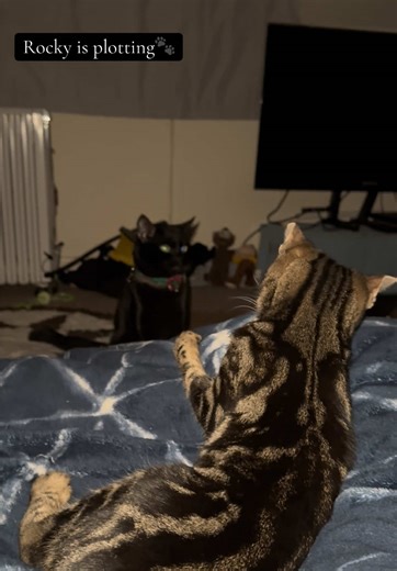 I think Rocky is plotting Pebbles’ demise… he just wants sleep but Pebbles wants playtime👀🐾 #adoptdontshop #foryoupage #followback #blackcat #tabbycat