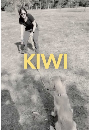 Tu perro sabe jugar contigo? 🐶🎾 Parece un poco loco, pero que nuestro perro juegue con nosotros es una de las herramientas más poderosas que podemos tener y a algunos se los tenemos que enseñar 🤷🏻‍♀️🤷🏻‍♀️🤷🏻‍♀️ La correa sirve para limitar que salga corriendo y fomentar la interacción con nosotros, no lo podemos obligar.. pero si limitar el acceso al juguete a que solo sea con nosotros, aprovechar esa motivación nos abre un mundo de posibilidades con nuestros perros. Si tú también quieres