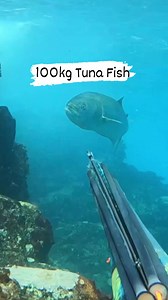 2.9M views · 12K reactions | Tuna are a group of fast-swimming, predatory fish belonging to the mackerel family, known for their impressive size and migratory behavior, with some species reaching lengths of over 10 feet and weights exceeding 2,000 pounds. | Fishing World Tv | Facebook