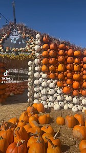 Countdown to Spooky good time 👻🎃 Kuwahara’s Pumpkin Patch & Thriller Park begins Sept 20th. 12153 S 700 W, Draper. Tickets on Sale now https://www.kuwaharawholesale.com 🎃Kuwahara’s Famous Pumpkin Patch 🔥 Live performances on stage 🌽 Corn Maze 👻 Kuwahara’s Corn Field of Terror (new this year) 🧟‍♂️ Zombie Paintball 🍦 Sweets 🌮 Delish Food 🍁 Over 30 Attractions #utahpumpkinpatch #utahfallactivities #kuwaharaspumpkinpatchandthrillerpark #kuwaharaspumpkinpatch #kuwaharawholesale #kuwaharafar
