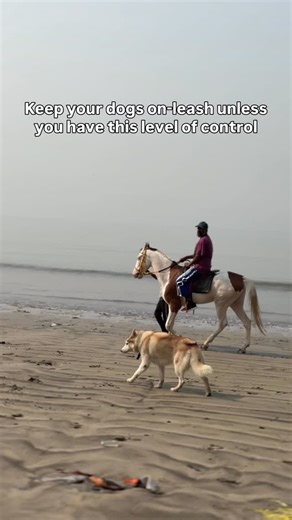 Axl | The Dramatic Husky on Instagram: "There was a time when horses meant chaos. The second Axl saw one, that was it. All excitement. No containment. And on a beach, that’s not cute — that’s risky. One wrong move and things could go south very quickly. So we worked on it. Nothing dramatic. Just the same “stay” every time a horse came into view. Over and over. Some days were better than others. Some days felt like we were going backwards. Today Axl walked past a horse off-leash. Calm. No lunging