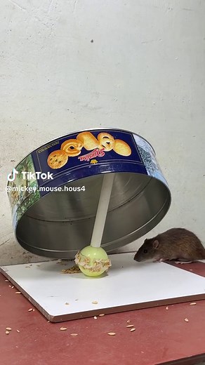 Easy mouse trap at home_best mouse trap idea #rattrap #houserat #trapdiy