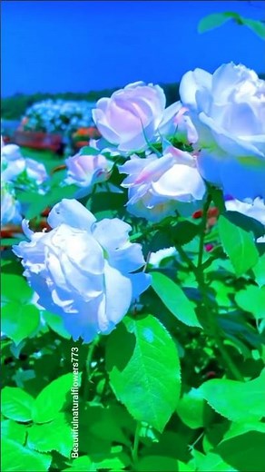 Rose Paradise 🌹**“Most Satisfying Rose Ever 🌹💯”