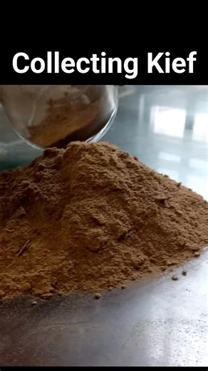 Ever wondered what kief is? 🌿✨ This golden dust is the most potent part of the cannabis plant – a collection of trichomes that fall off during grinding or handling. Rich in cannabinoids and terpenes, kief is often used to top bowls, make hash, or boost potency in joints and edibles. In this reel, watch our cultivator handle this precious powder like gold dust 💨💚 #Kief #CannabisCulture #TheCannaClub #CannabisEducation #Trichomes #420Community #DankDust | The CannaClub