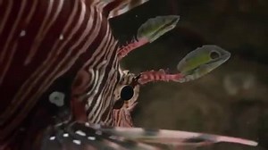 【国家地理纪录片《Desert Seas》，带你去看海洋世界】