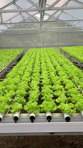 Tutorial Hidroponik untuk Petani Gen Z