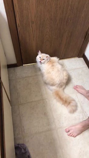 miss lapis had some poop stuck on her butt #SeeHerGreatness #goofycat #cursedcat #poopycat #ragdollcat #flamepointragdoll