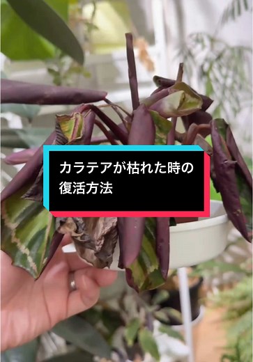 カラテアの育て方と水分管理