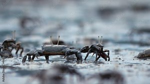Slow fight for territory between two crabs, muddy sea bottom at low tide, tropical island of Krabi, Thailand. One crab move to side and push other away from his place. Then all hide down suddenly Stock Video