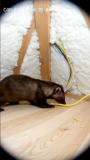Was machen Marder auf dem Dach? Das musst du sehen!