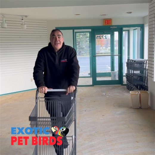 3.6K views · 73 reactions | I’m so excited to have shopping carts to make shopping easier than ever here!  | Exotic Pet Birds, Inc. | Facebook