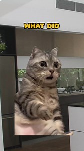 111K views · 2.3K reactions | Jupiter Is A BIG?...  (CAT VERSION) | Shercat Holmes Junior | Facebook